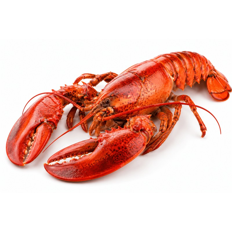 Frozen lobster whole 700 -1000 gm per piece - 10 kg